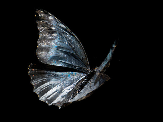 Transient Beauty: Butterfly Breeding in Visual Reflections