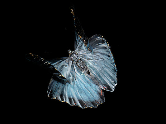 Vanishing Wings: Life and Mortality in Aqua Art