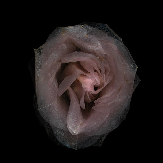 Aquatic Bloom Delights Radiant Underwater Flora Spectacle