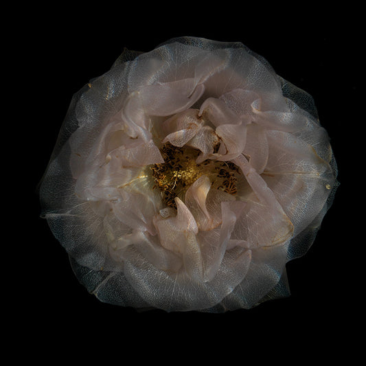 See-Through Water Bloom Parade Serene Submerged Floral Array
