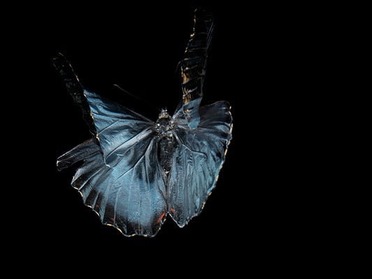 Fluidic Flutter: Underwater Photography of Fluttering Life