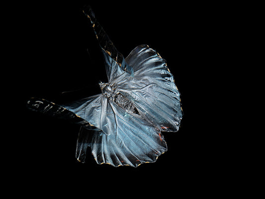 Ephemeral Whispers: Submerged Butterflies in Artistic Eternity