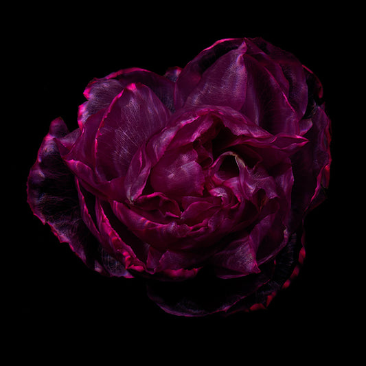 Submerged Flower Marvels Enigmatic Underwater Petal Showcase