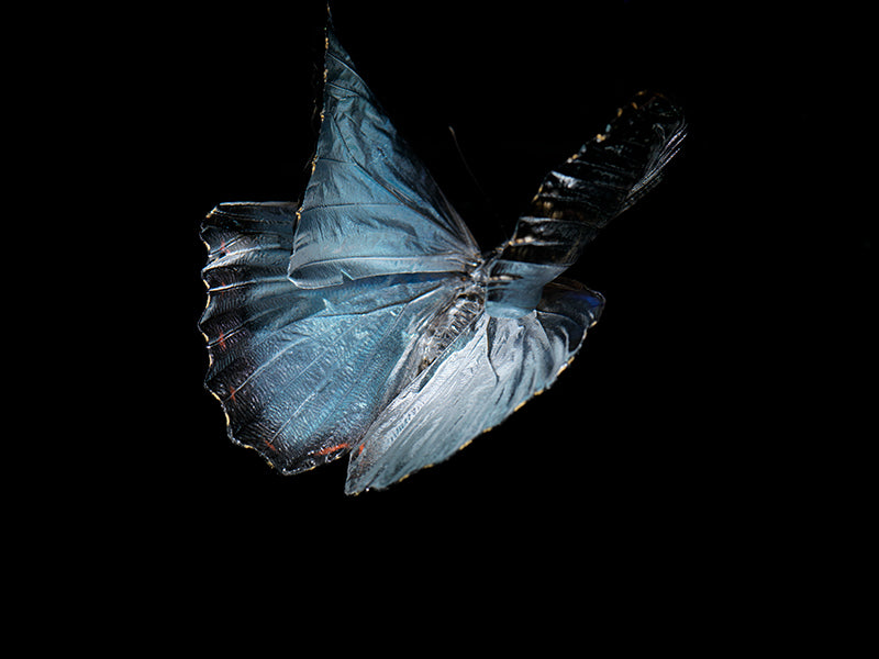 Vanishing Flight: Life and Mortality in Underwater Art