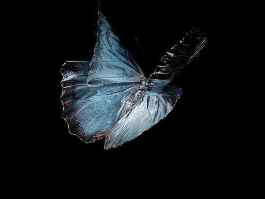 Vanishing Flight: Life and Mortality in Underwater Art