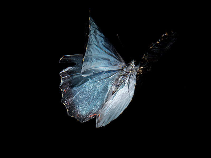 Aquatic Ballet: Butterfly Breeding in Liquid Tranquility