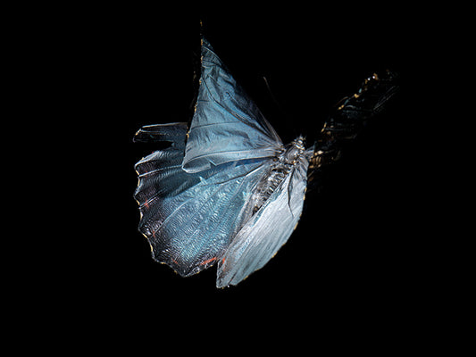 Aquatic Ballet: Butterfly Breeding in Liquid Tranquility