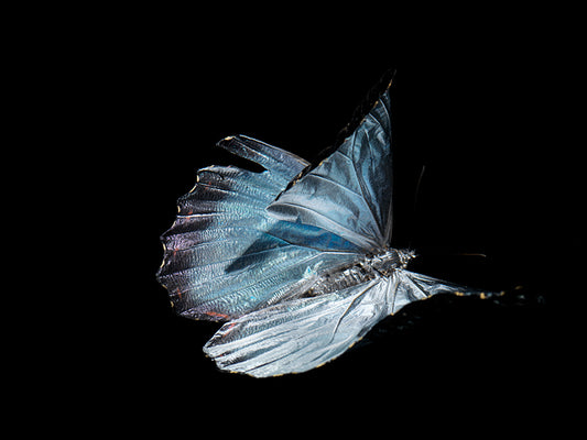 Submerged Symphony: Underwater Photography of Life's Transience