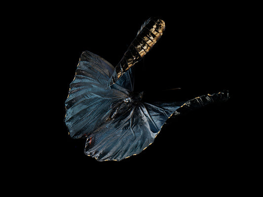 Aqueous Essence: Butterfly Breeding in Visual Reflections