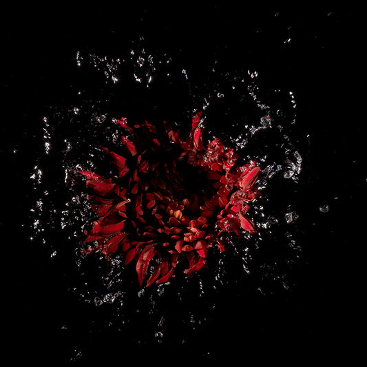 using flower specimens breaking the surface tension of watrer at the precise moment of capture