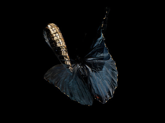 Liquid Lullaby: Life and Mortality in Submerged Butterflies