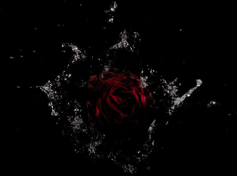 deep purple red lilies large specimens in bouquet thrown into water splash series