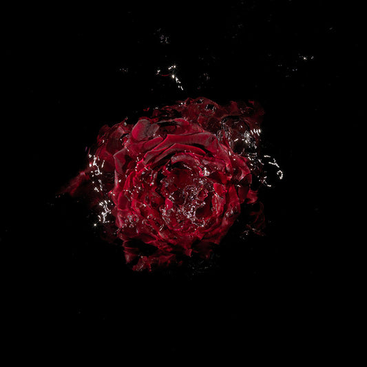 red floral specimen varieties grown in the studio for a still life vanitas series