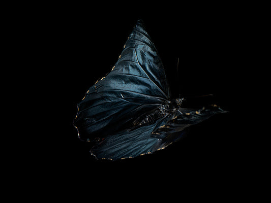 Waterborne Wings: Underwater Photography of Ethereal Beauty