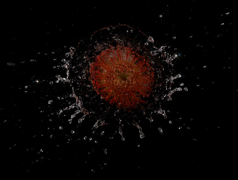 red yellow orange flower head bursts through water energetic