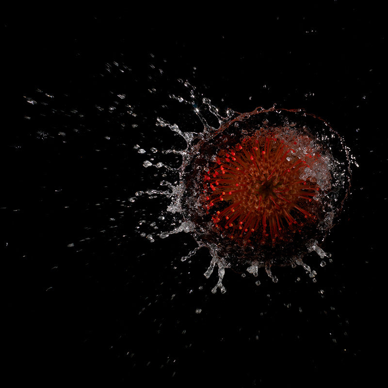 floral forms energise water surface tension splash series