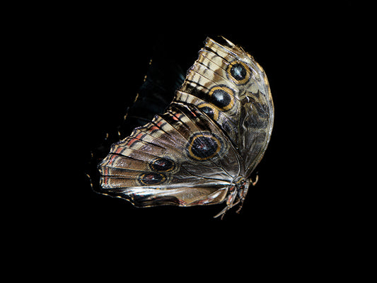 Mortal Mosaic: Butterfly Breeding in Liquid Time