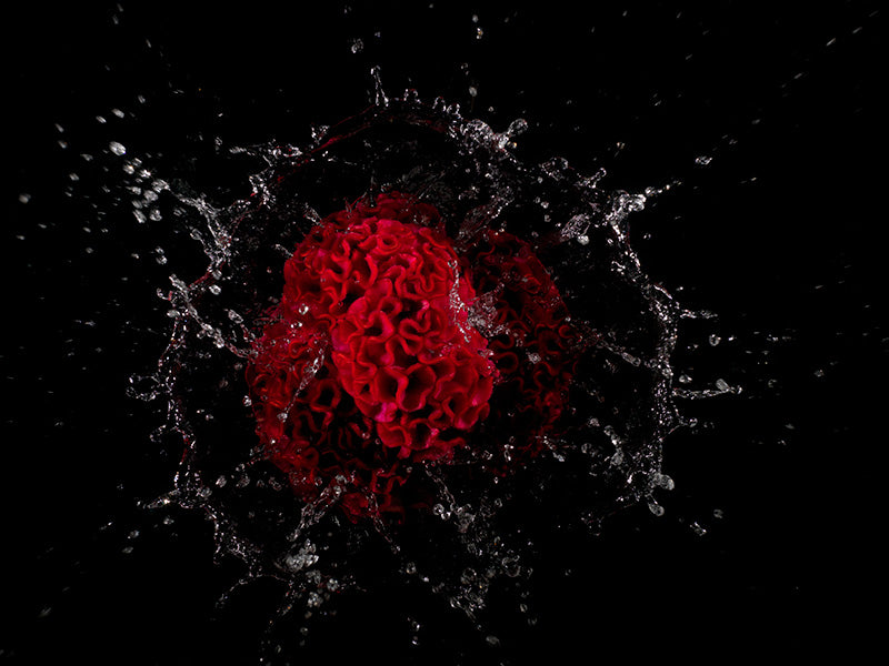 floral specimens in dark water decisive moment in photography