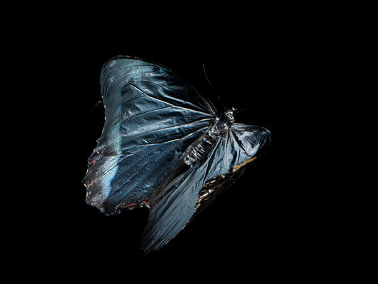 Ephemeral Elegance: Life and Mortality in Aqua A