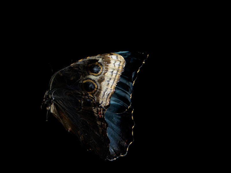 Vanishing Wingspan: Submerged Butterflies in Artistic Reflection