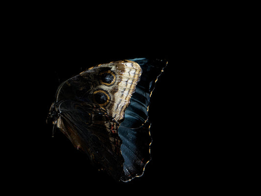 Vanishing Wingspan: Submerged Butterflies in Artistic Reflection