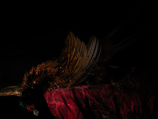 how a photograph can look like a traditional vanitas painting pheasant