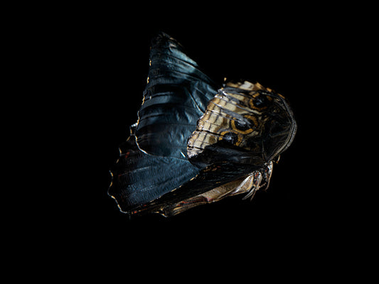 Fluidic Flutters: Butterfly Breeding in Visual Tranquility