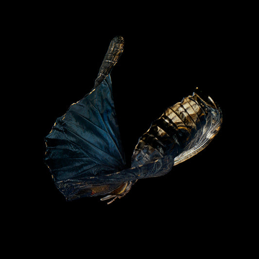 Ripples of Existence: Life and Mortality in Aqua Ar