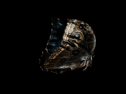 Ephemeral Wings: Submerged Butterflies in Liquid Elegance