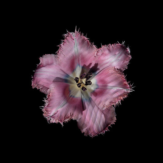 THE DELICATE COLOURS OF A FLOWER the delicate colors of a flower underwater with all its distortions
