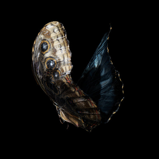Beneath the Surface: Underwater Photography of Visual Harmony