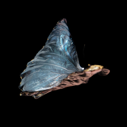 Watercolor Whispers: Butterfly Breeding in Liquid Tranquility
