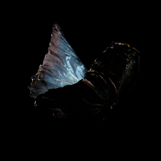 Mystical Metamorphosis: Life and Mortality in Submerged Art