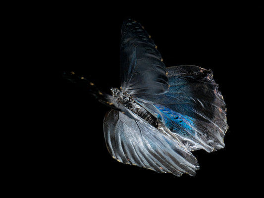 Aquatic Ballet: Underwater Photography of Fluttering Butterflies