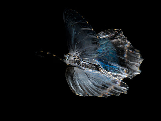 Vanishing Beauty: Butterfly Breeding in Visual Harmony