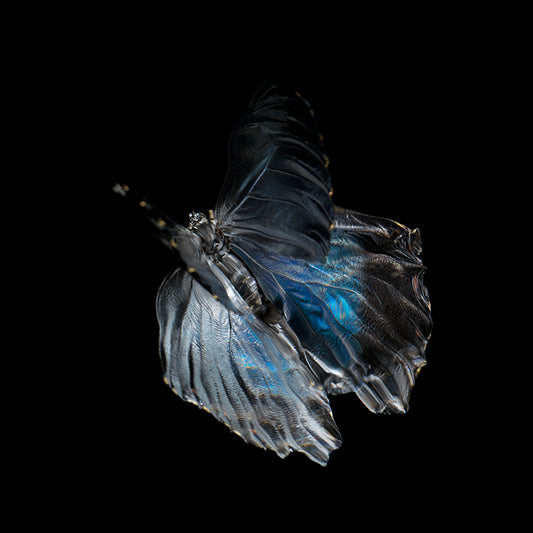 Aqua Vivarium: Life and Mortality in Underwater Art
