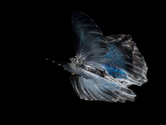 Fluidic Portraits: Butterfly Breeding in Liquid Time