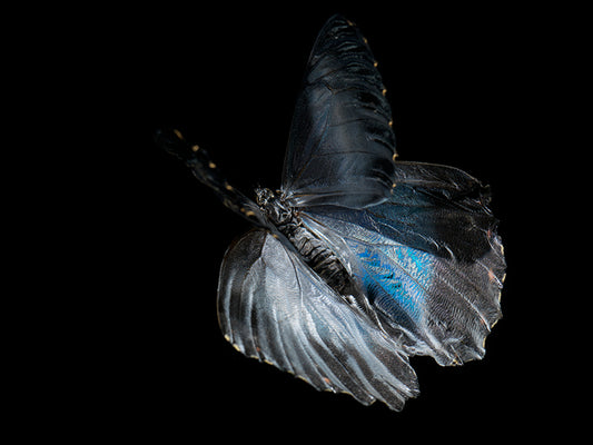Ethereal Elegance: Reflections on Life and Mortality in Aqua Art
