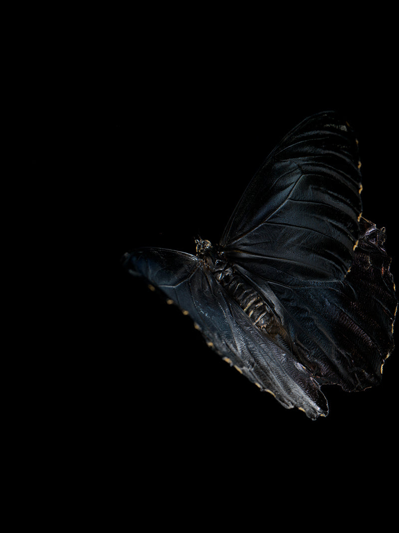 Aqueous Metamorphosis: Submerged Butterflies in Liquid Tranquility