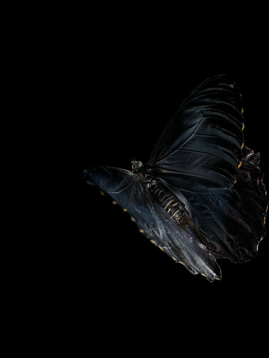 Aqueous Metamorphosis: Submerged Butterflies in Liquid Tranquility