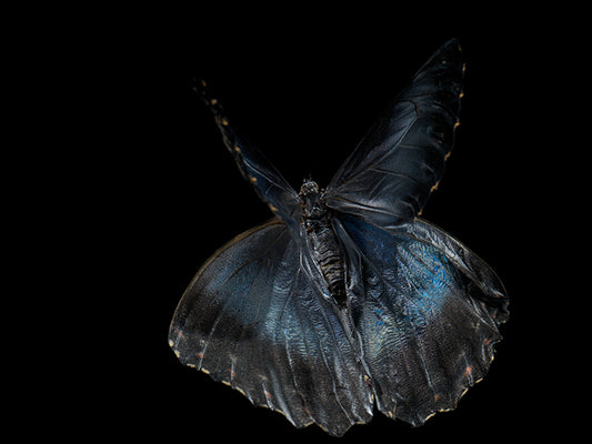 Submerged Serenade: Underwater Photography of Ethereal Beauty