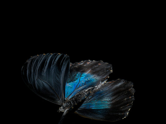 Transient Beauty: Butterfly Breeding in Visual Reflections