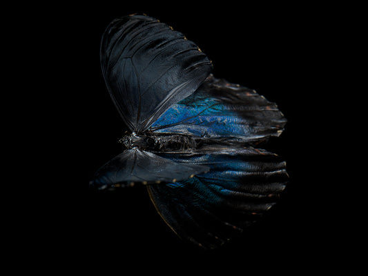 Vanishing Wings: Life and Mortality in Aqua Art