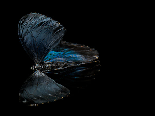 Fluidic Flutter: Underwater Photography of Fluttering Life