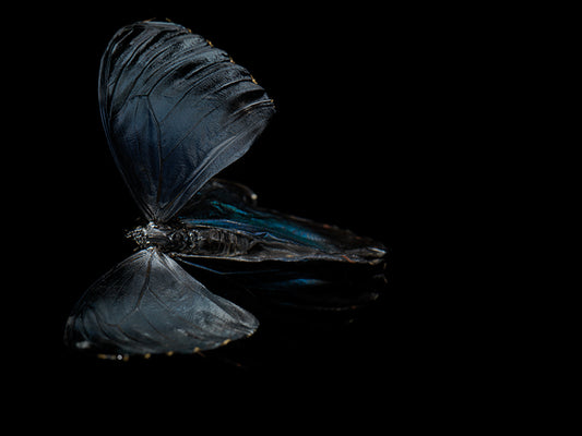 Ephemeral Whispers: Submerged Butterflies in Artistic Eternity