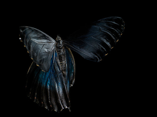 Vanishing Flight: Life and Mortality in Underwater Art