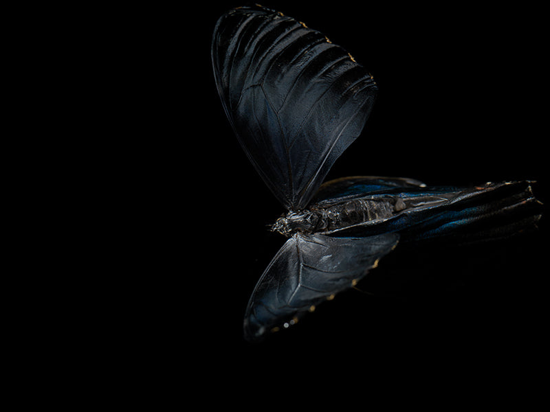 Aquatic Ballet: Butterfly Breeding in Liquid Tranquility