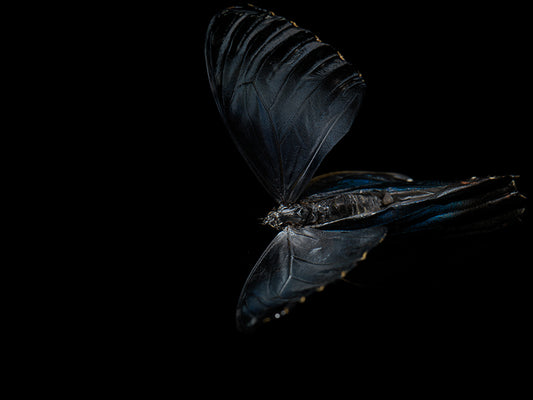 Aquatic Ballet: Butterfly Breeding in Liquid Tranquility