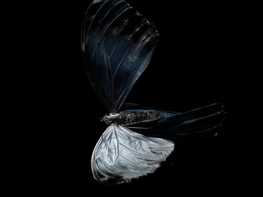 Submerged Symphony: Underwater Photography of Life's Transience"