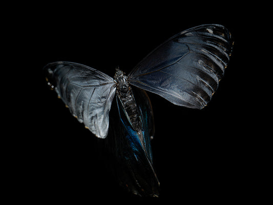 Aqueous Essence: Butterfly Breeding in Visual Reflections